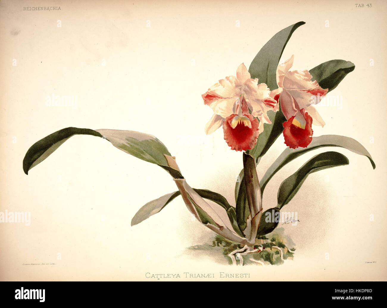 Frederick Sander   Reichenbachia I plate 43 (1888)   Cattleya trianae ernesti Stock Photo