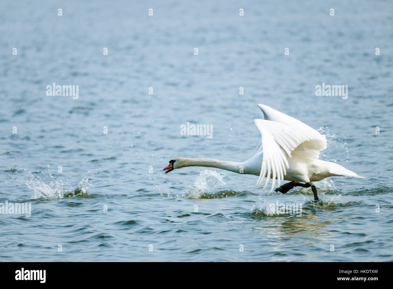 Mute Swan (Cygnus olor) starts from water, Thuringia, Germany Stock Photo