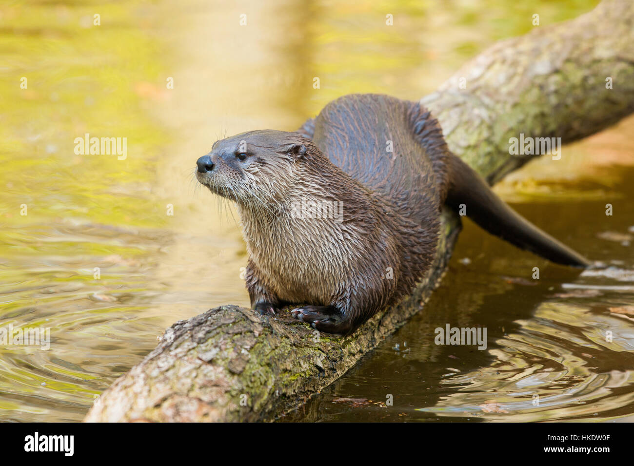 Common otter (Lutra lutra) on log in water, captive, Germany Stock Photo