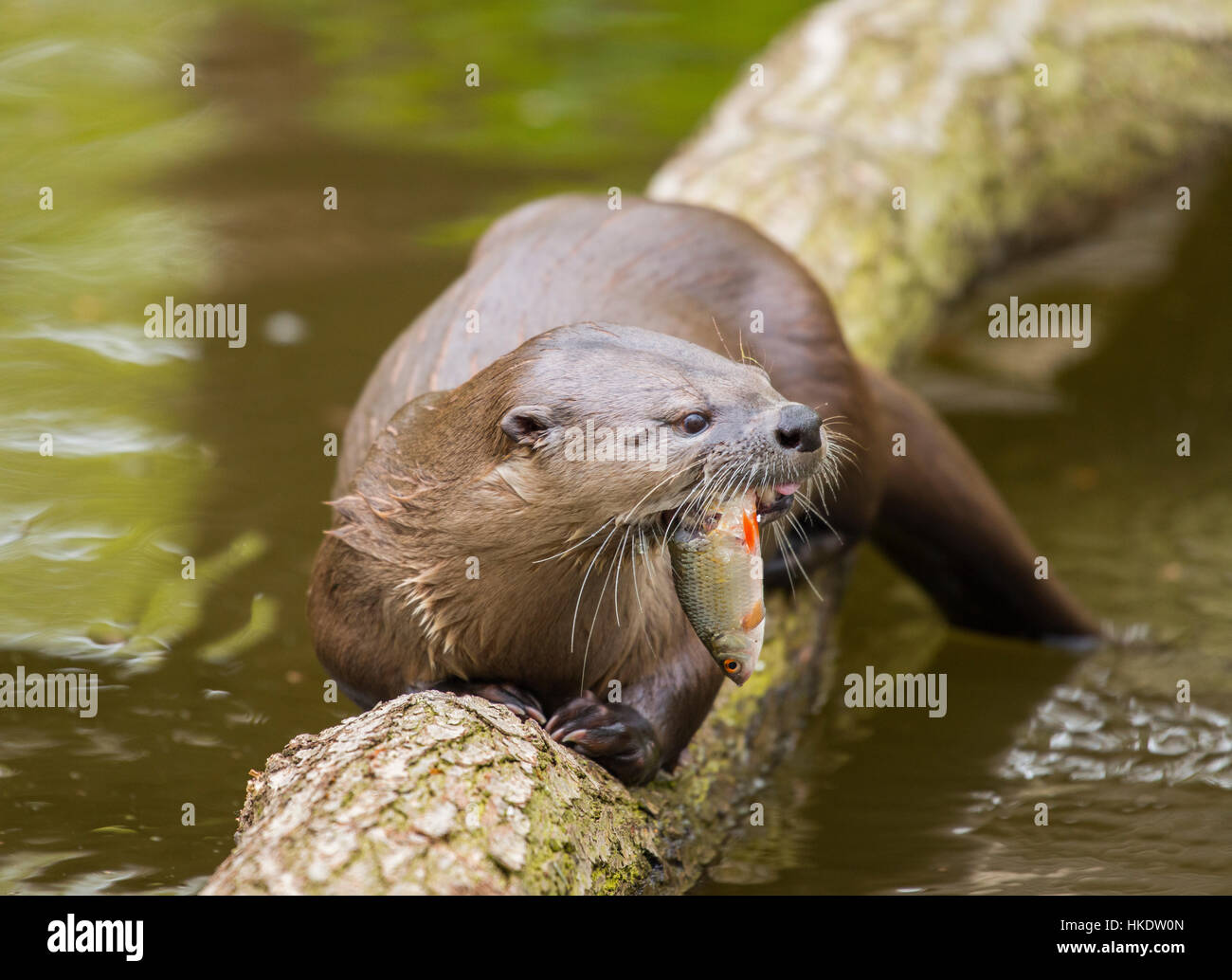 Common otter (Lutra lutra) with seized fish, captive, Germany Stock Photo
