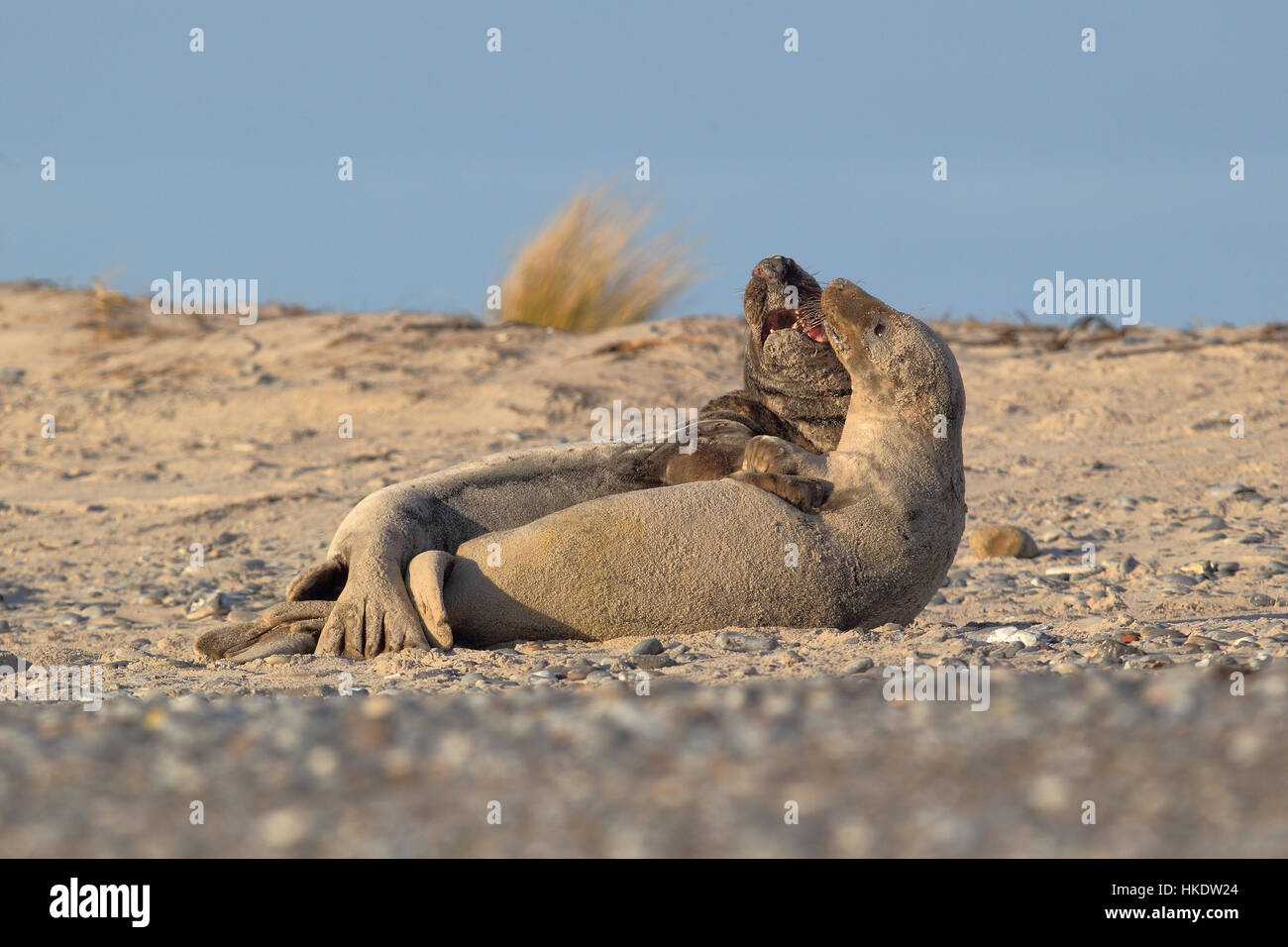 Grey Seals (Halichoerus grypus), male and female mating, Helgoland, North Sea, Germany Stock Photo