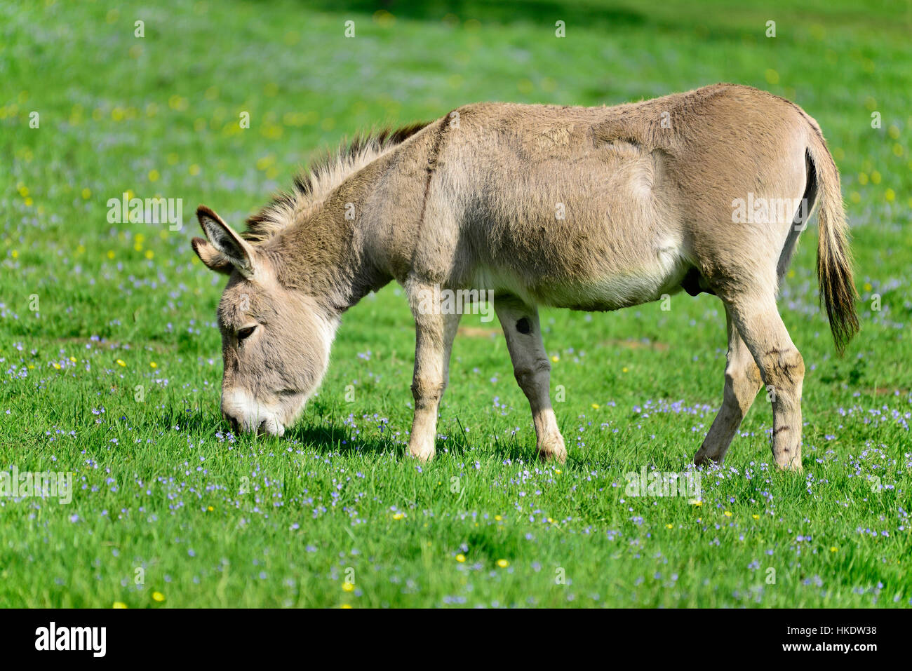 Domestic donkey (Equus asinus asinus) eating grass in a meadow, Germany