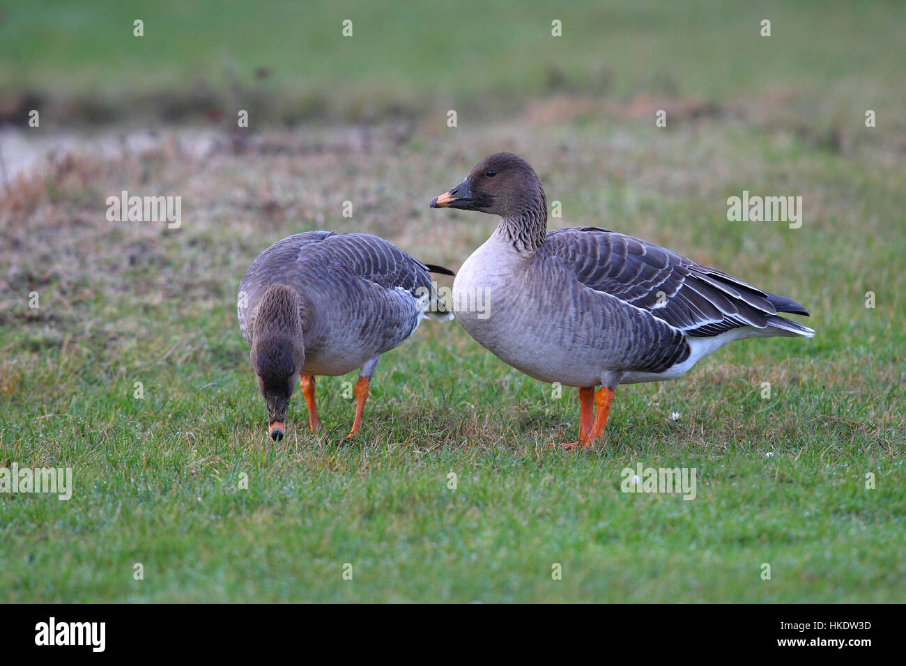 Bean Geese (Anser fabalis), couple foraging in a meadow, Helgoland, North Sea, Germany Stock Photo