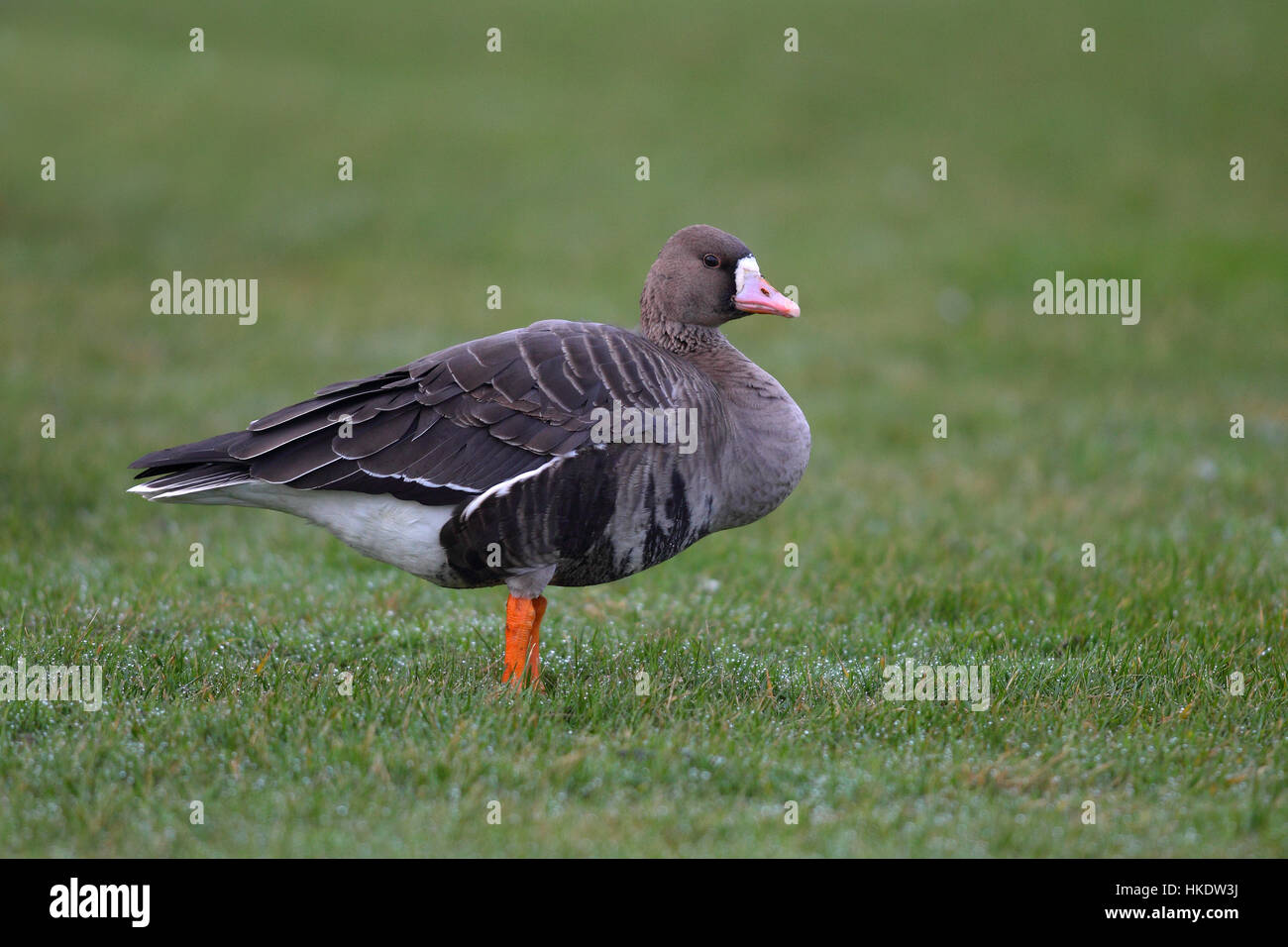 Bean Goose (Anser fabalis) in meadow, Helgoland, North Sea, Germany Stock Photo