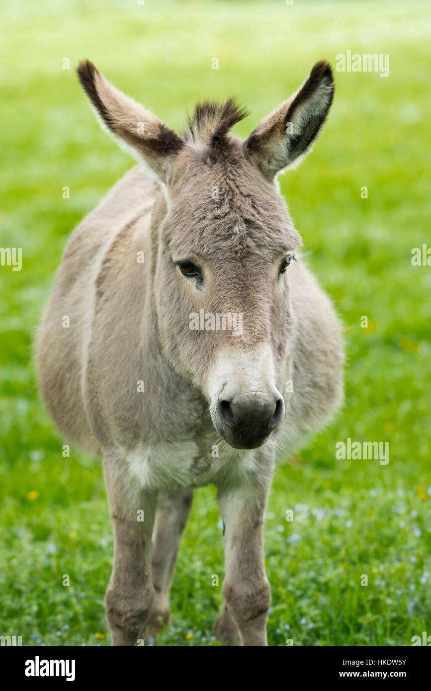 Domestic donkey (Equus asinus asinus), portrait, Germany Stock Photo