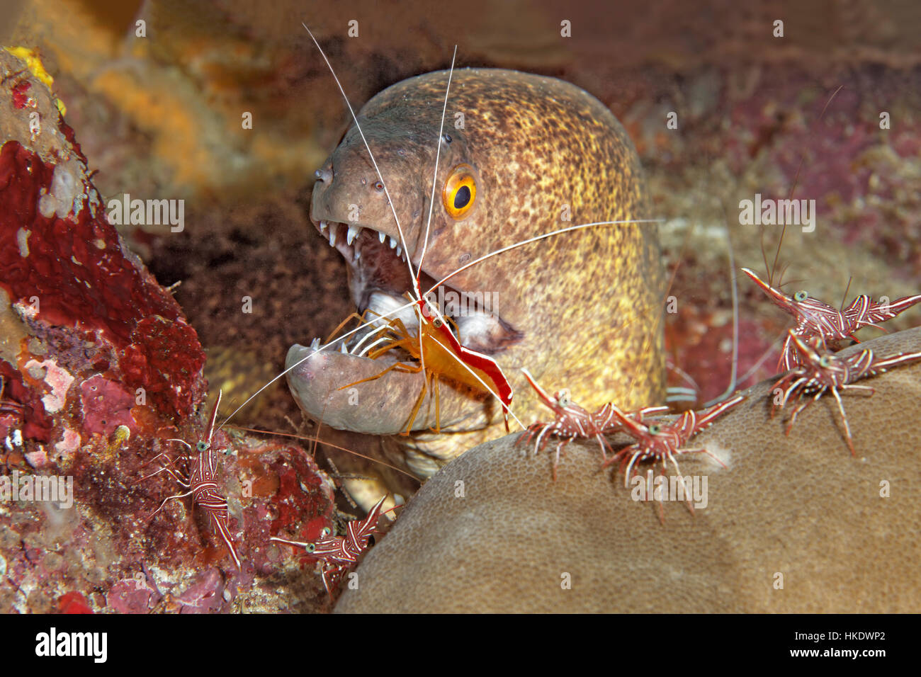 Yellow-edged moray (Gymnothorax flavimarginatus) with camel shrimp (Rhynchocinetes durbanensis) and Pacific cleaner shrimp Stock Photo