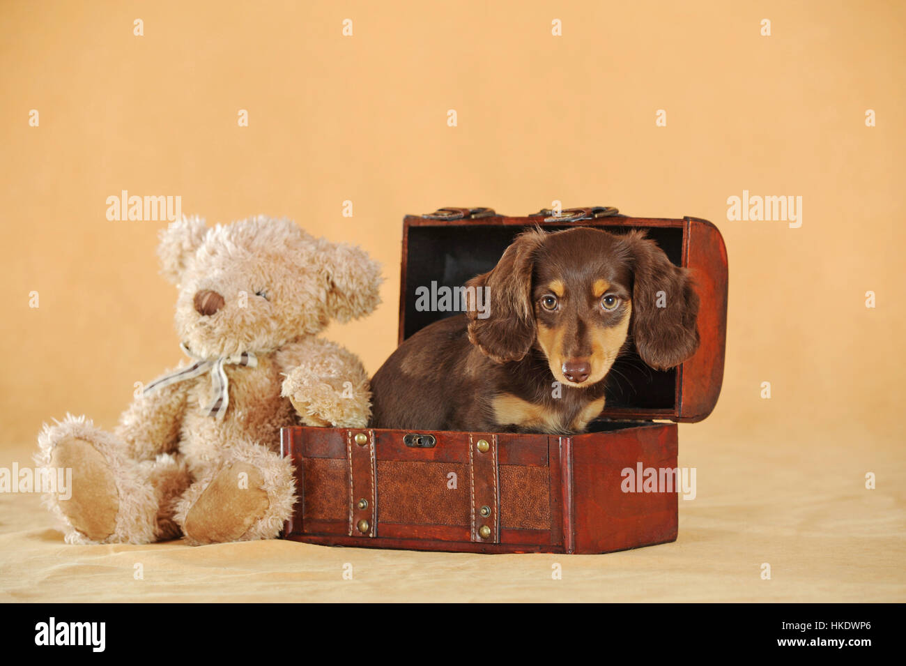Long Haired Miniature Dachshund Canis Lupus Familiaris Brown