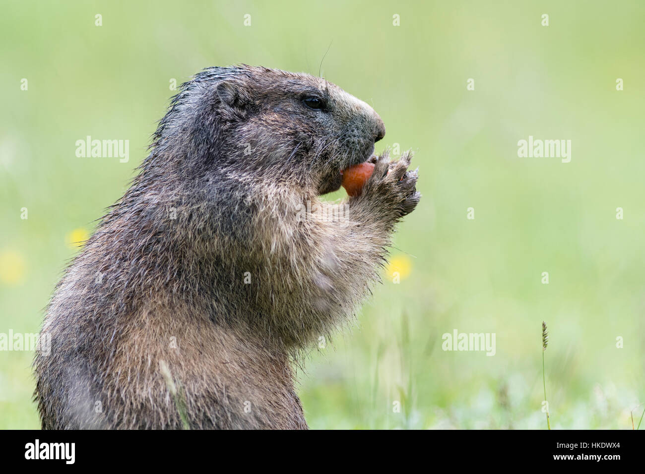 Marmot (Marmota) eating a carrot, Dachstein, Styria, Austria Stock Photo