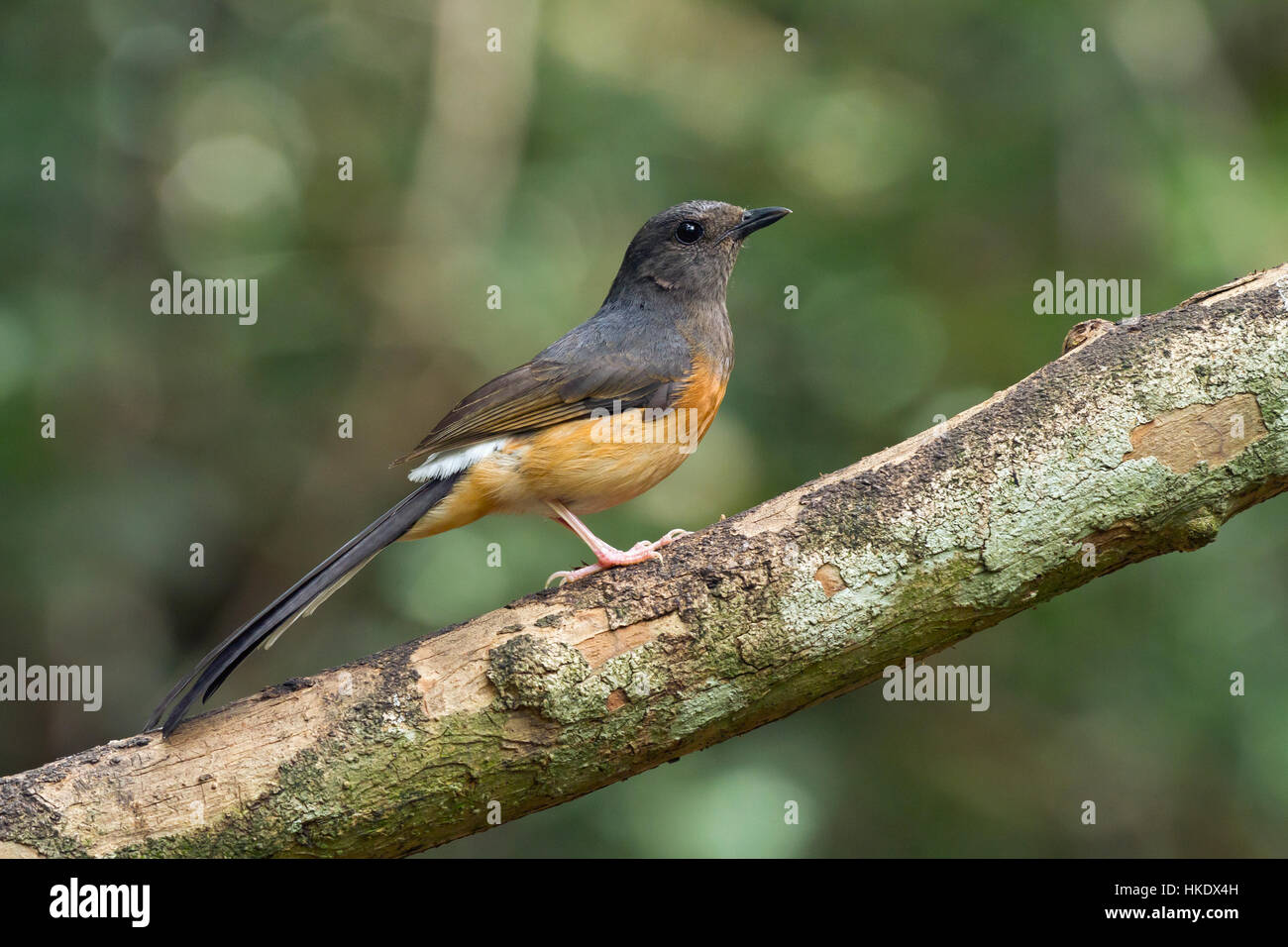 white-rumped-shama-copsychus-malabaricus-female-kaeng-krachan