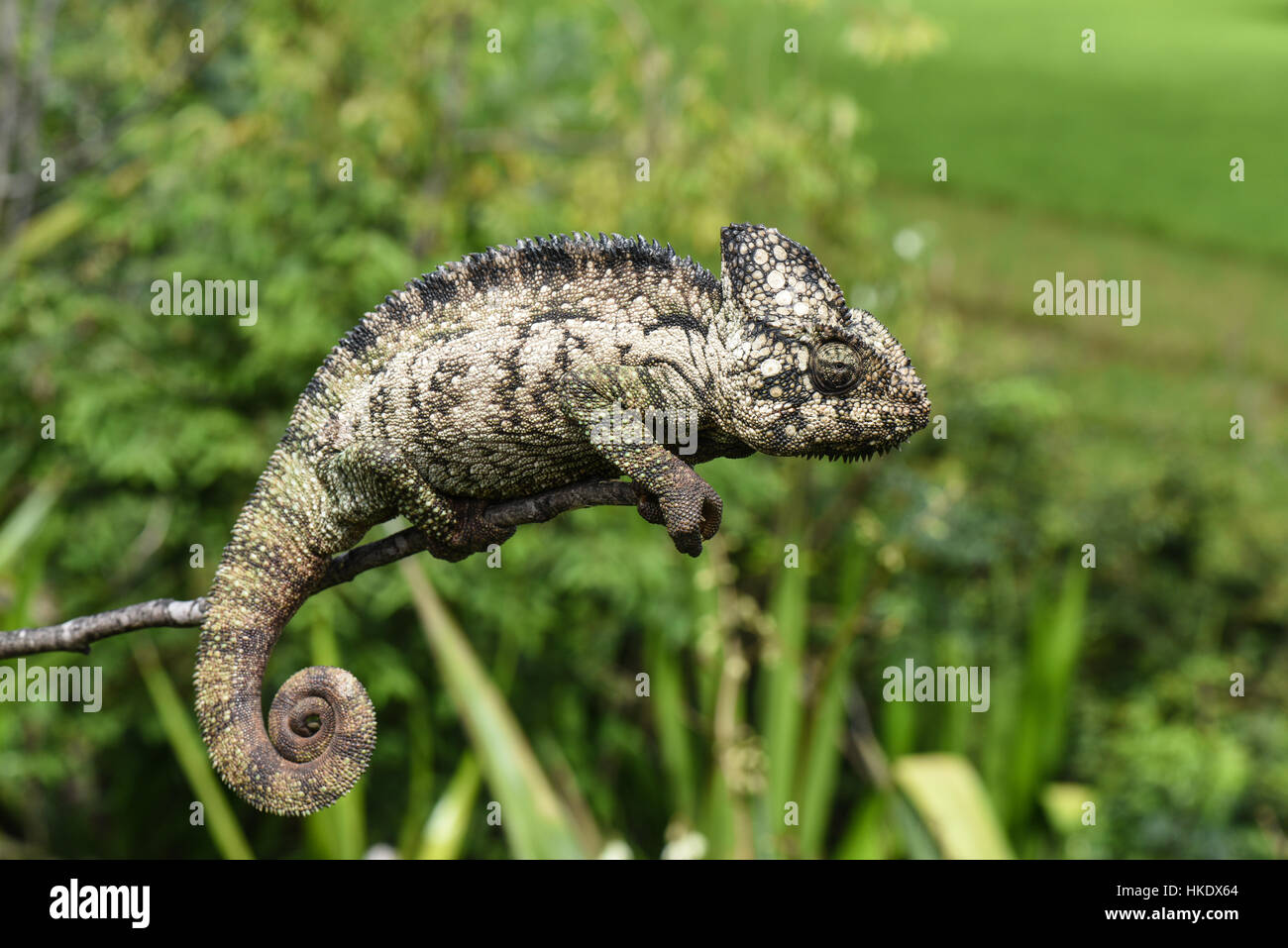 Malagasy giant chameleon (Furcifer oustaleti), female, RN7, Talata-Ampano, Madagascar Stock Photo