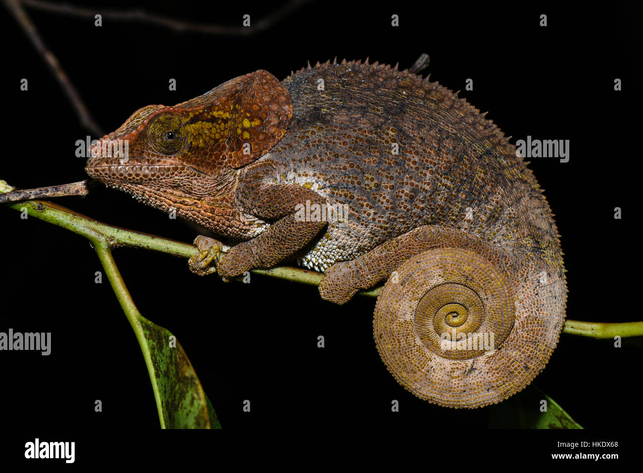 Short-horned chameleon (Calumma brevicorne), female, Analamazoatra, Andasibe National Park, Madagascar Stock Photo
