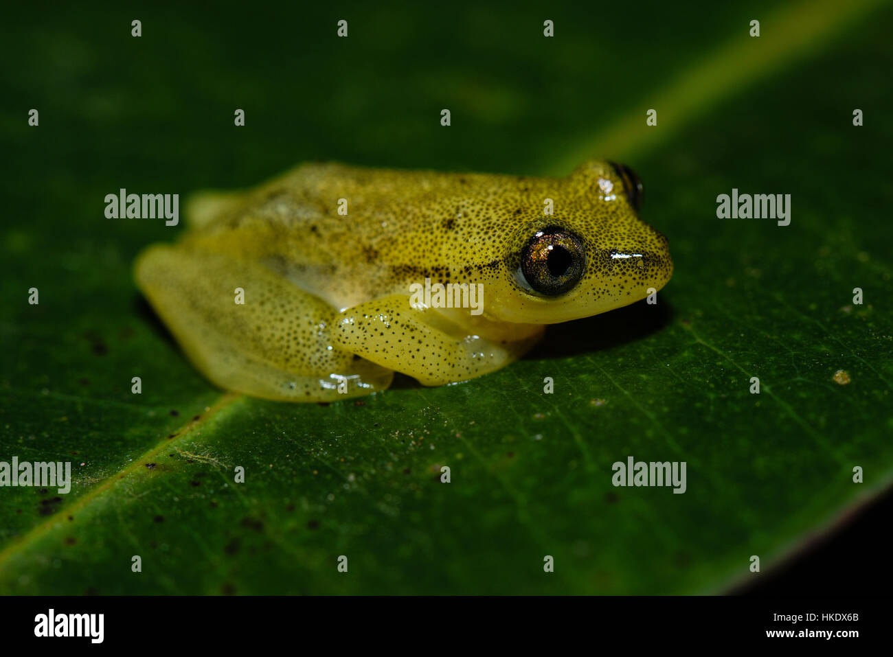 Frog (Heterixalus betsileo), Andasibe National Park, Madagascar Stock Photo