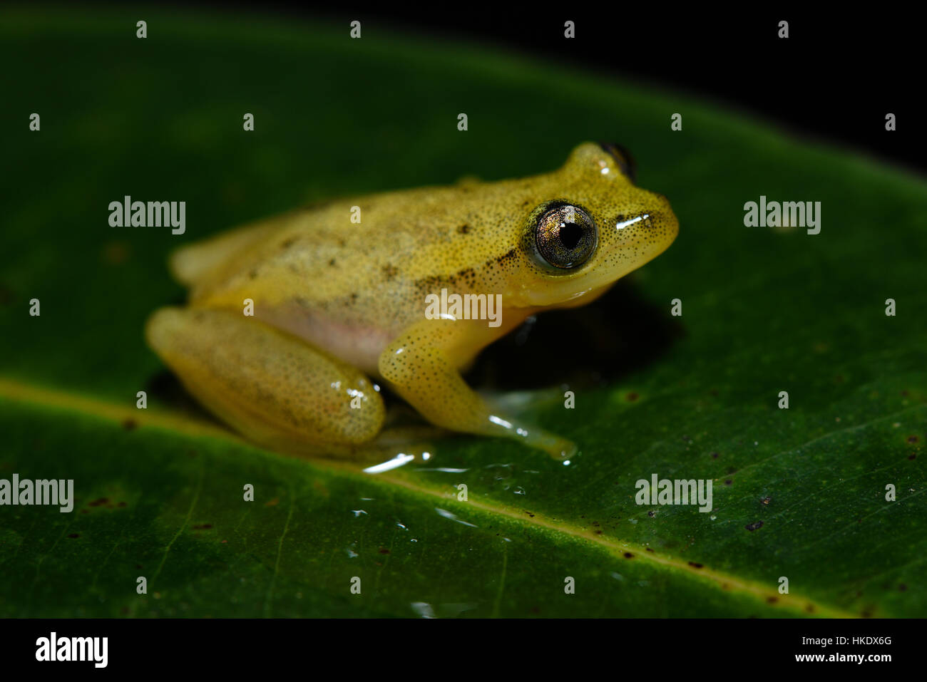Frog (Heterixalus betsileo), Andasibe National Park, Madagascar Stock Photo