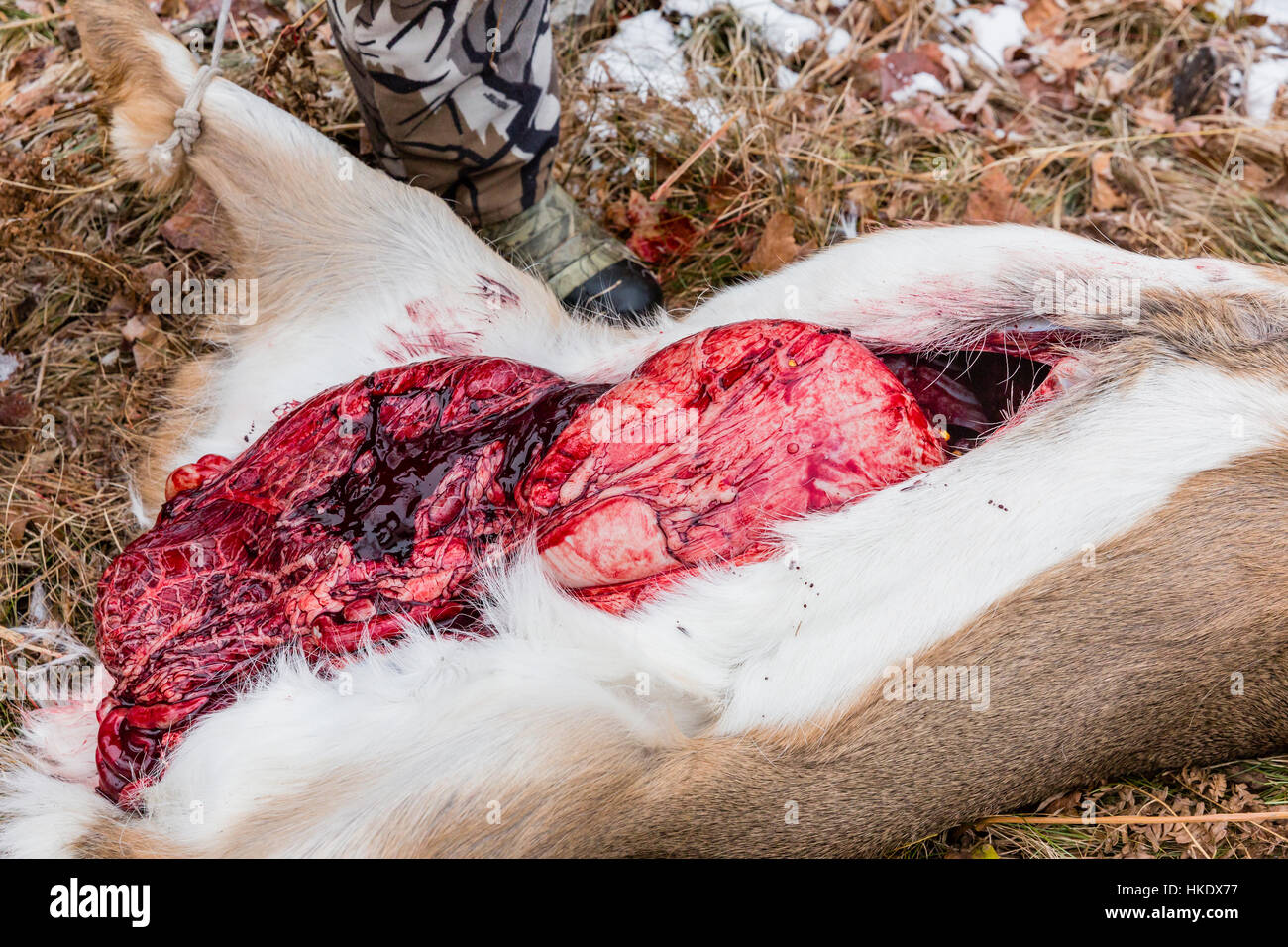 Field dressing a white-tailed buck in Wisconsin Stock Photo