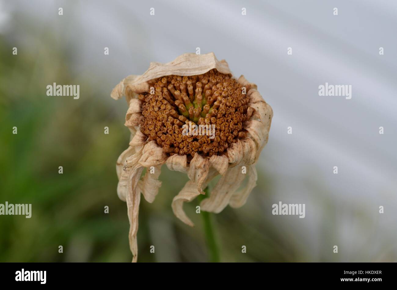 Withered plant heat australia hires stock photography and images Alamy