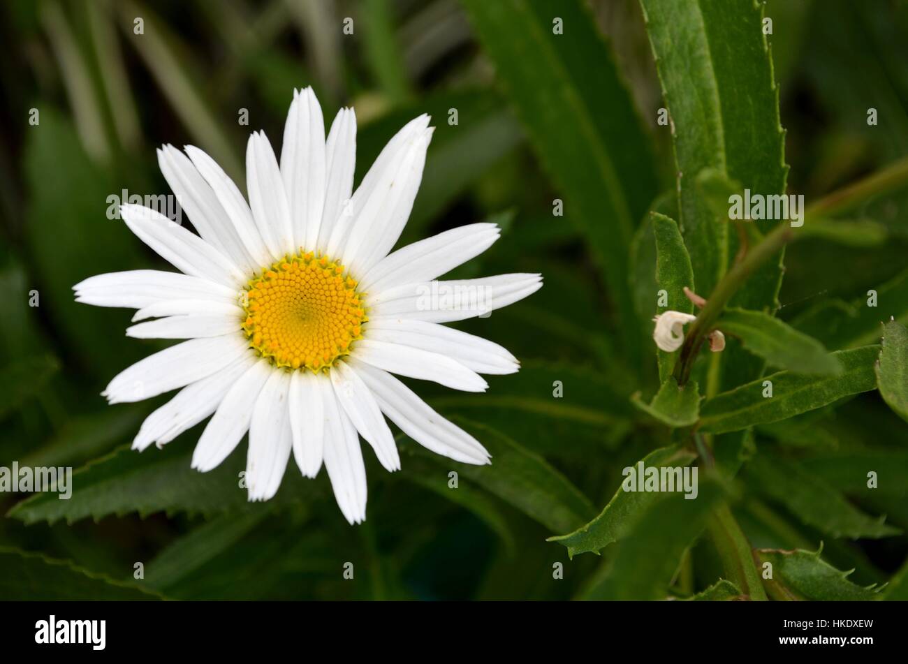 White yellow daisy flower in bloom Stock Photo