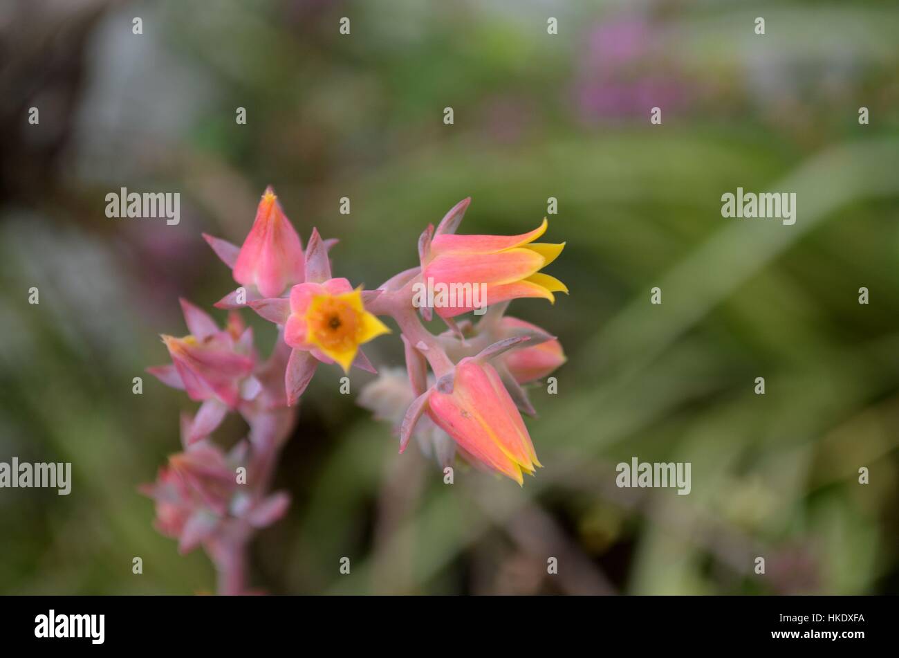 Succulent flowers in bloom Stock Photo