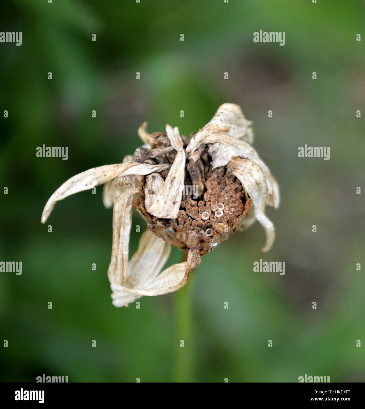 Dead daisy flower in detail Stock Photo
