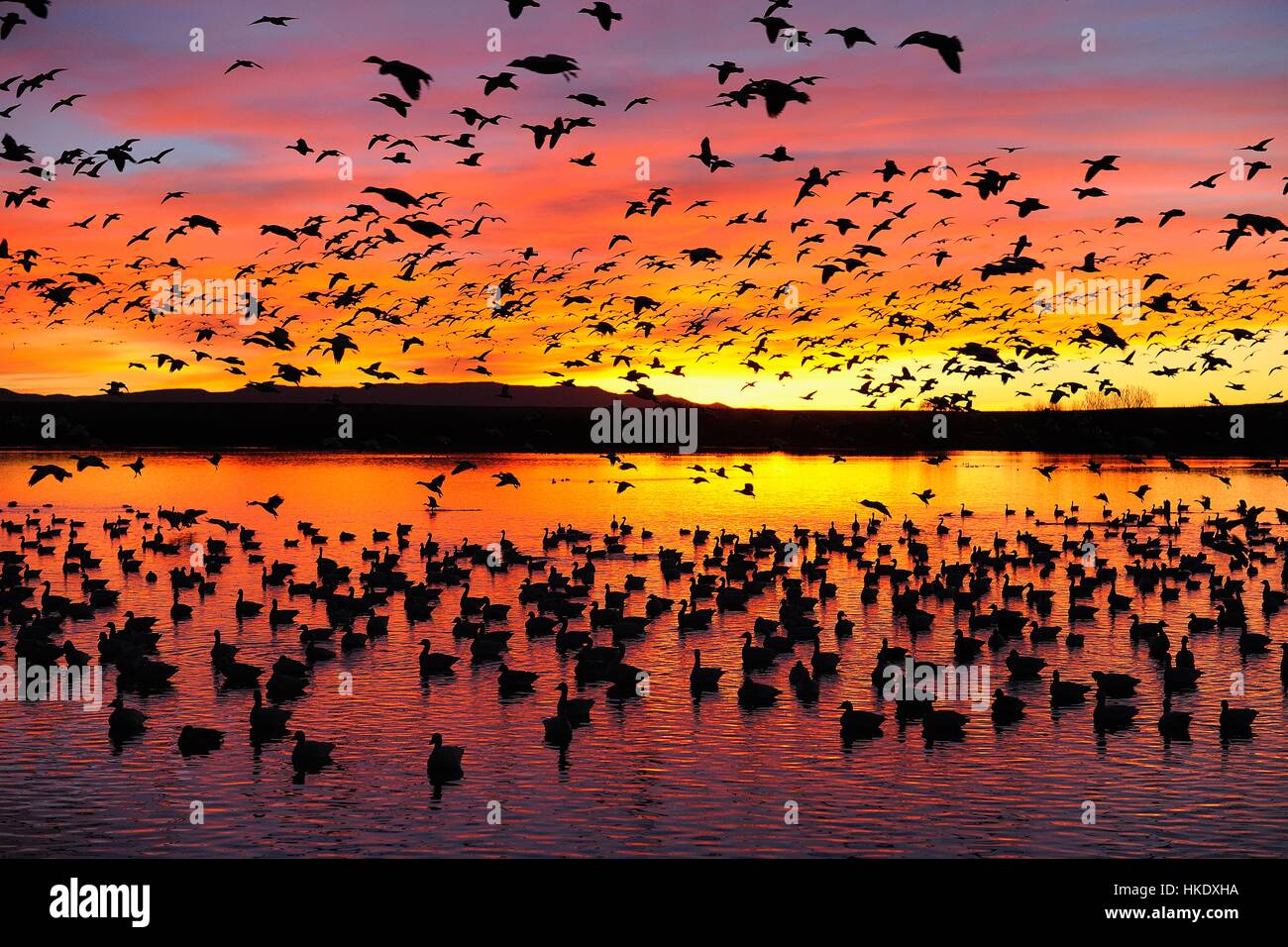 Many snow geese (Anser caerulescens) and Ross's geese (Anser rossii) at sunrise, Bosque del Apache, New Mexico, USA Stock Photo