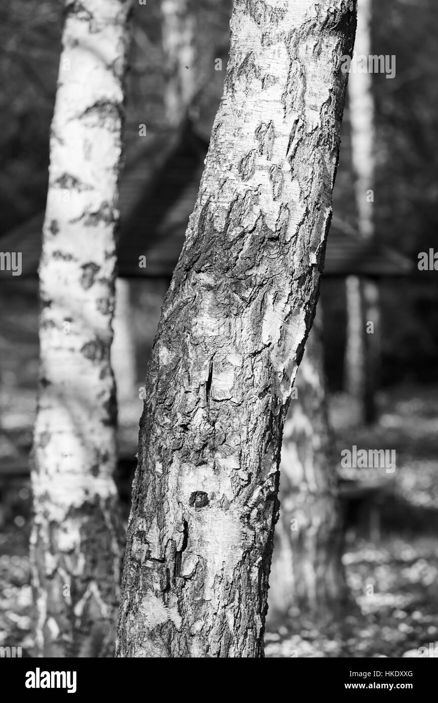 Tree bark vintage detail Black and White Stock Photos & Images - Alamy