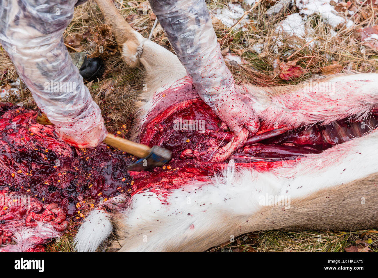 Field dressing a white-tailed buck in Wisconsin Stock Photo