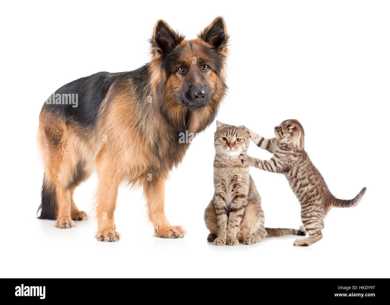 Shepherd dog and cat with frightened kitten Stock Photo