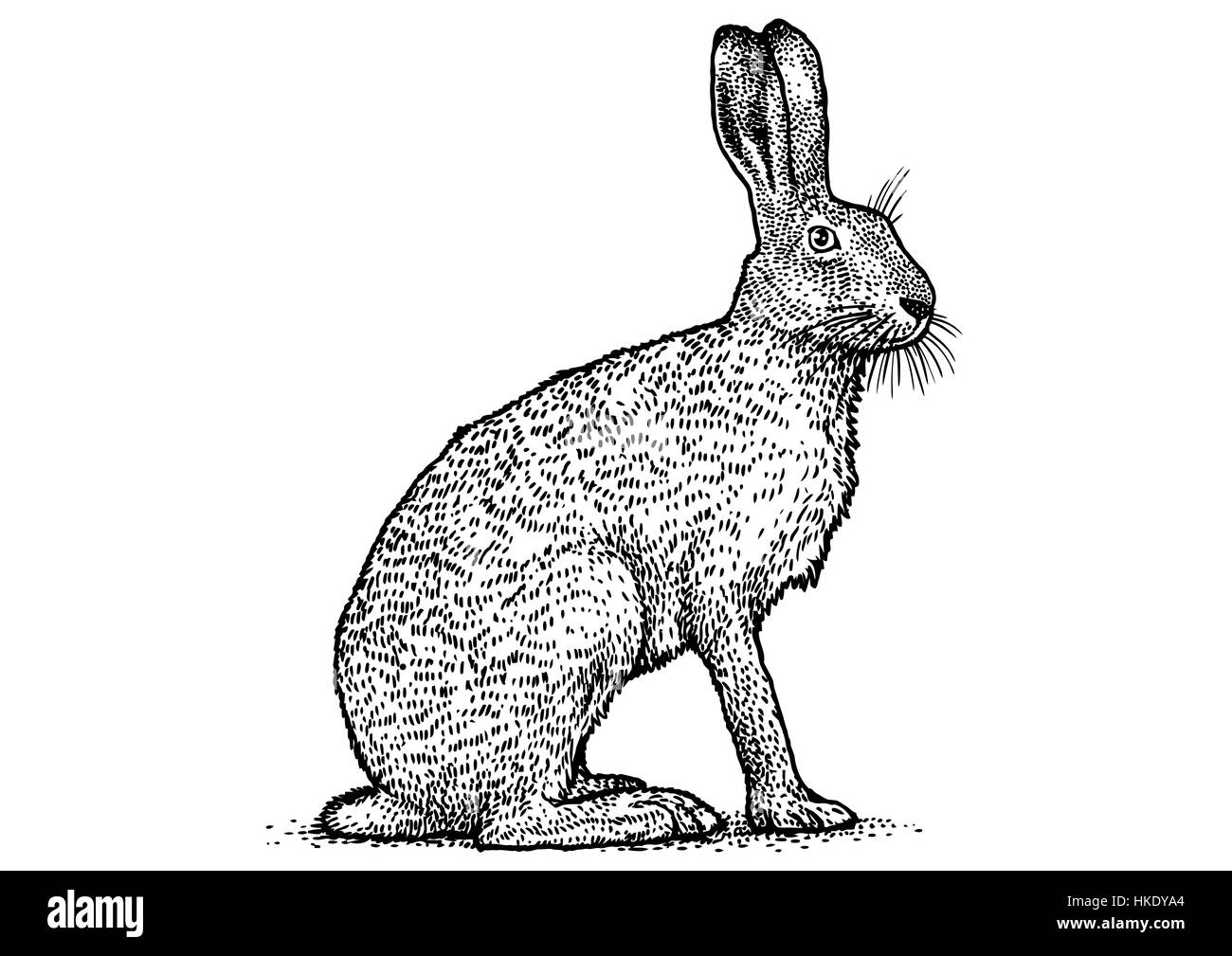 Borwn hare, rabbit, illsutration, engraving, drawing Stock Photo