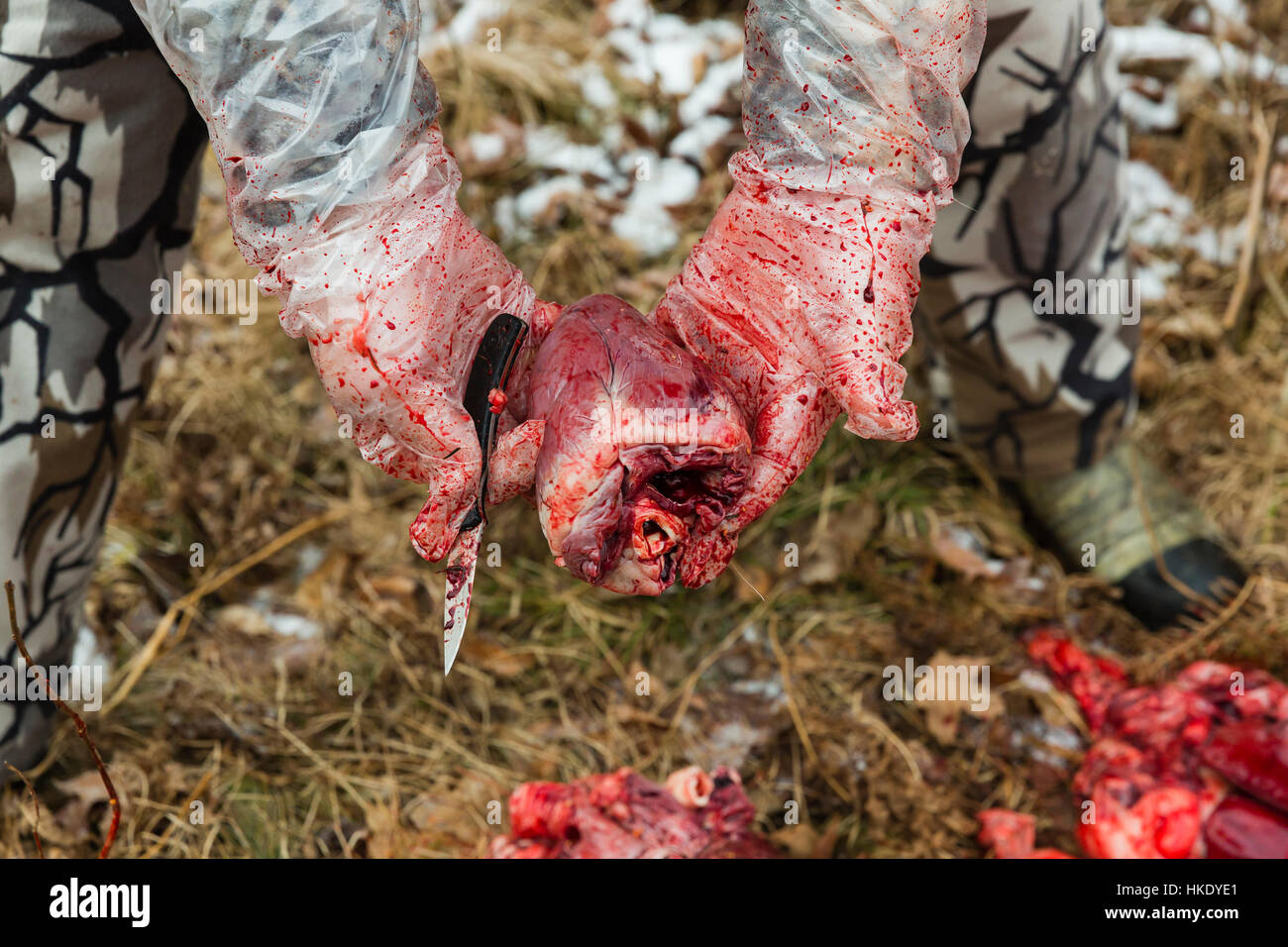 Field dressing a whitetailed buck in Wisconsin Stock Photo Alamy