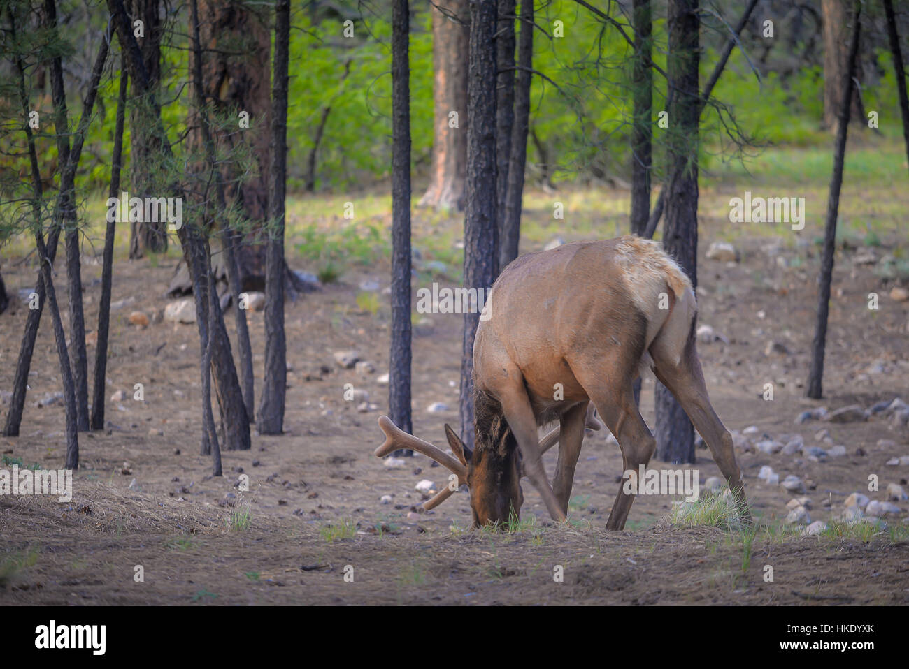 Wild male Elk in Grand Canyon National Park Stock Photo Alamy