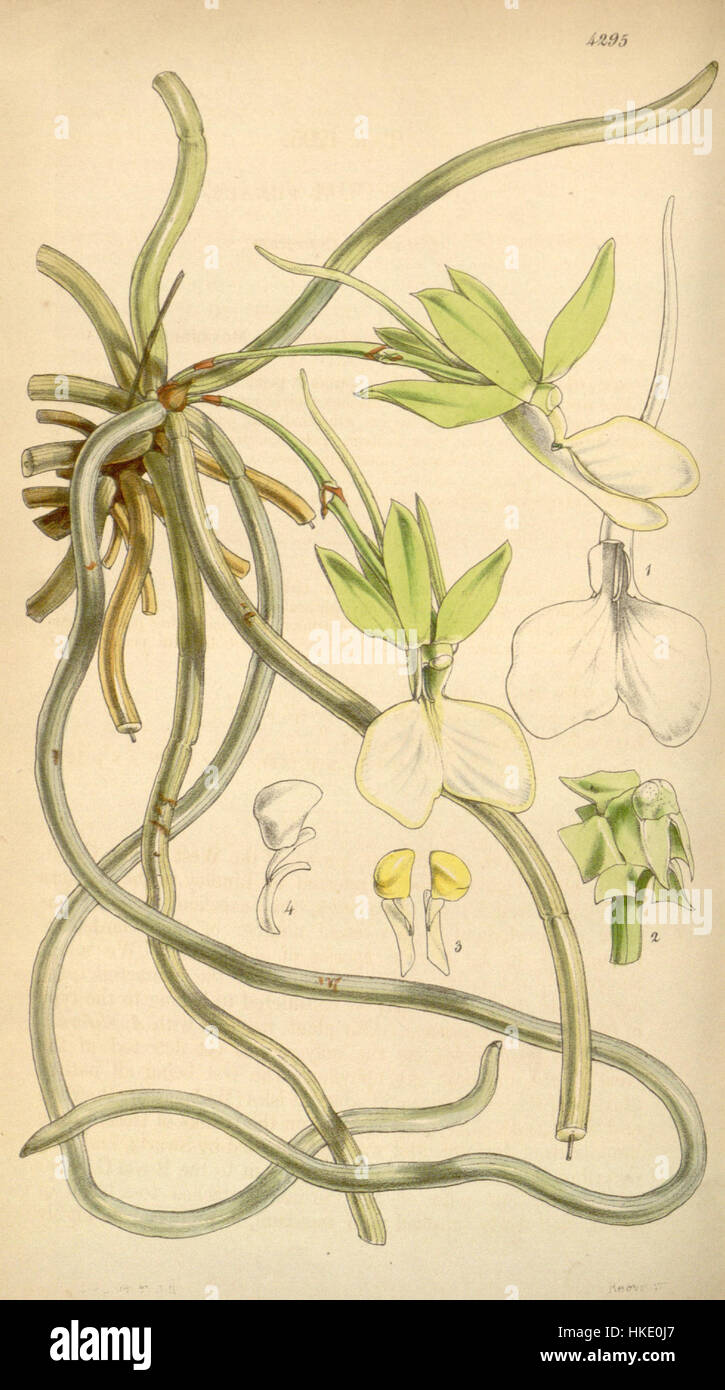 Dendrophylax funalis (as Angraecum funale)   Curtis' 73 (Ser. 3 no. 3) pl. 4295 (1847) Stock Photo