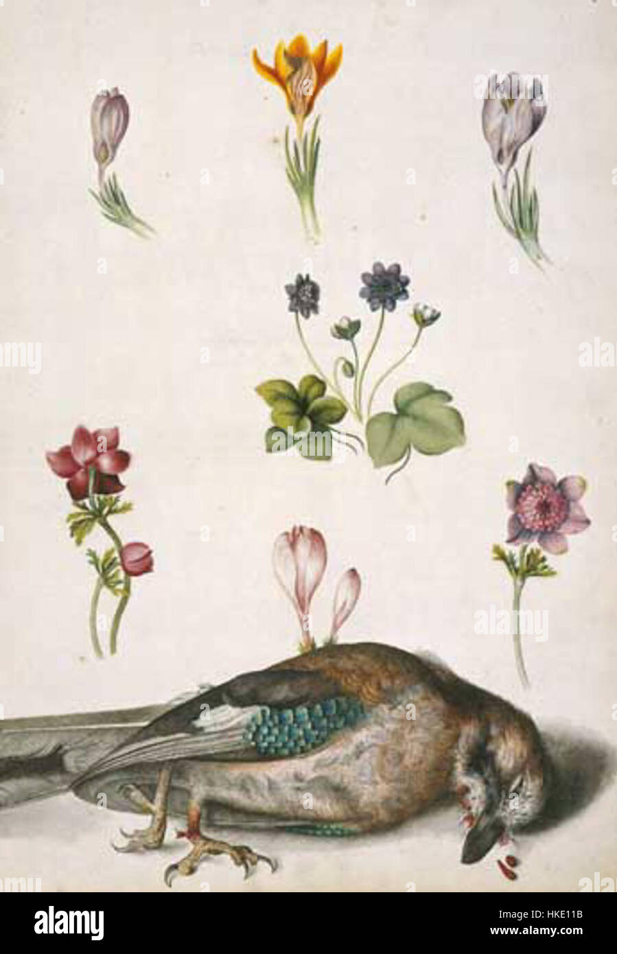 'Eichelhaeher' refers to a work of art depicting the Eurasian Jay, a ...