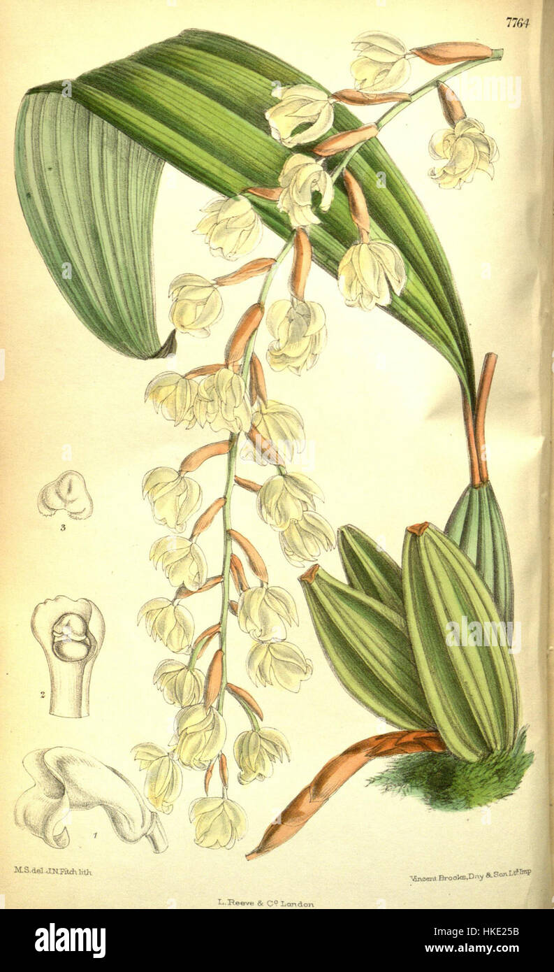Coelogyne veitchii   Curtis' 127 (Ser. 3 no. 57) pl. 7764 (1901) Stock Photo