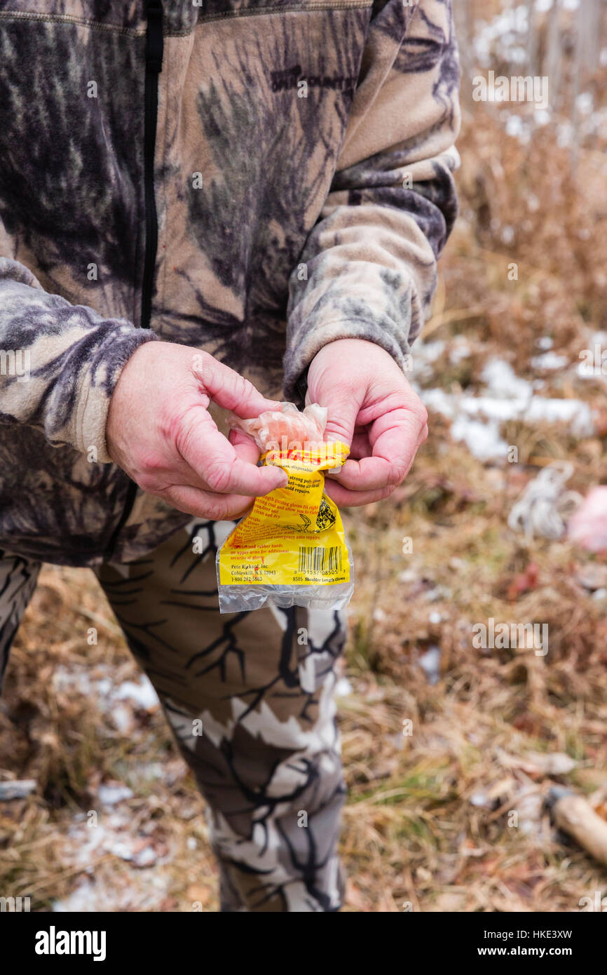 Removing garbage after field dressing a whitetailed deer Stock Photo