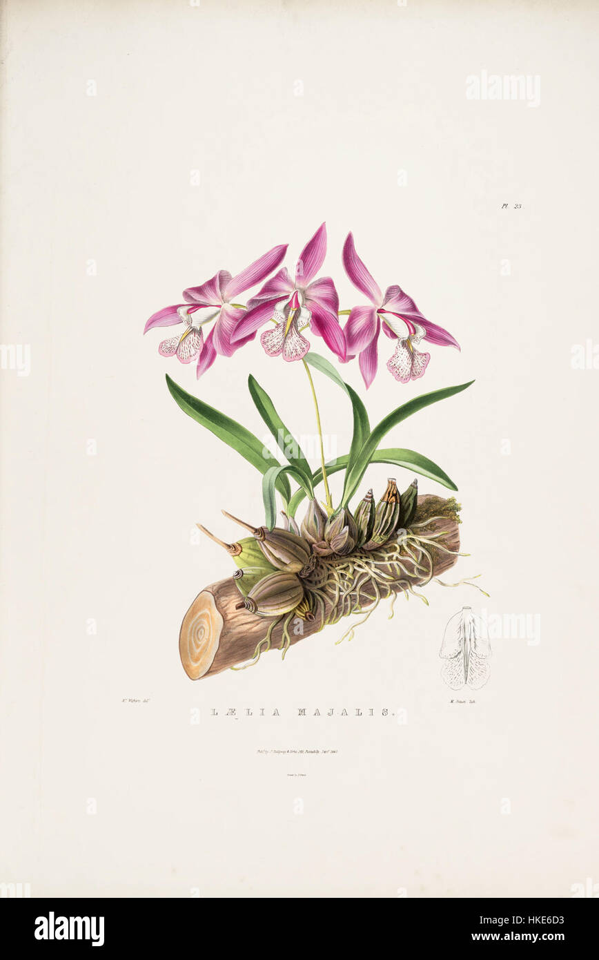 Laelia speciosa (as Laelia majalis)  Bateman Orch. Mex. Guat. pl. 23 (1840) Stock Photo