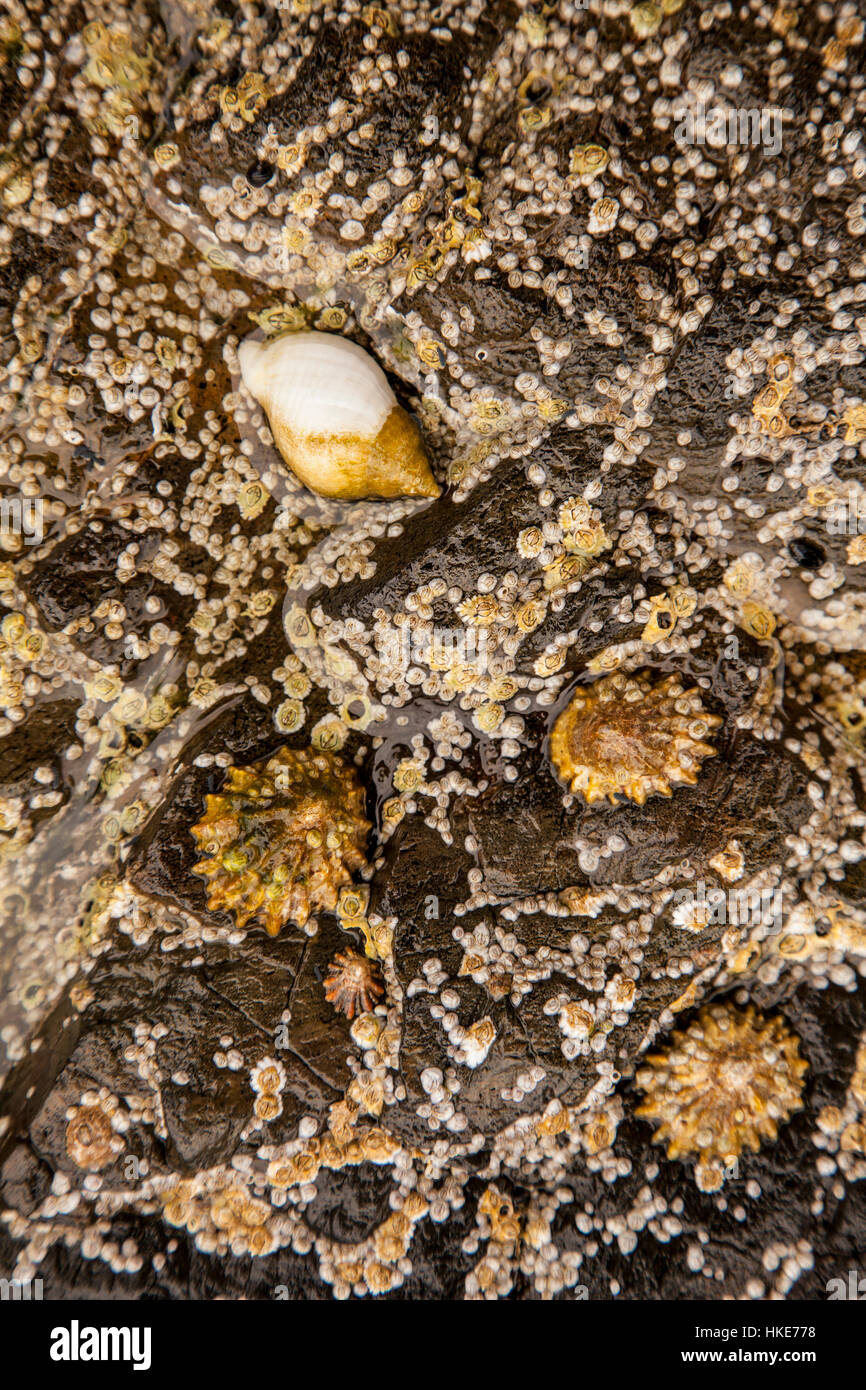 A natural macro closeup of limpet shells attached to blue rocks on a beach in Scotland Stock Photo