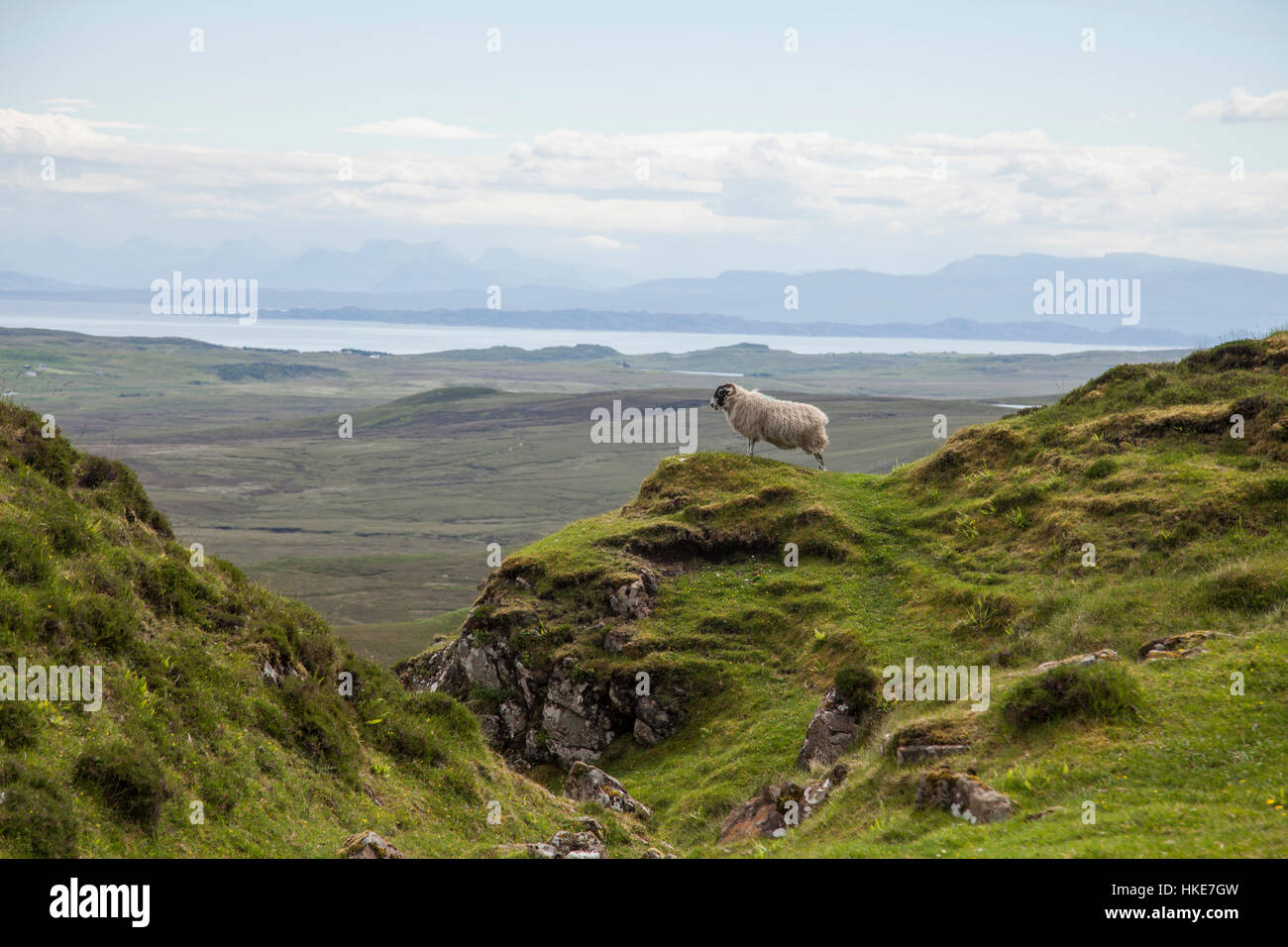 Sheep On Cliff Of Scottish Highland Hill Landscape With View Into