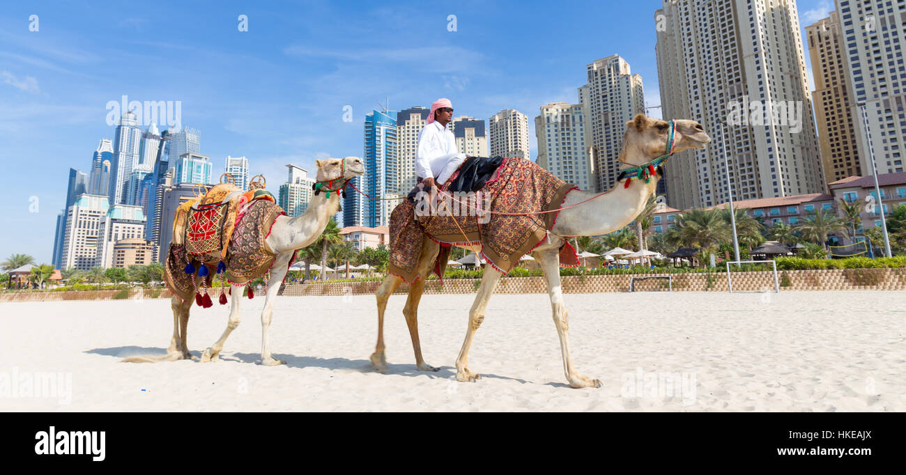 Man offering camel ride on Jumeirah beach, Dubai, United Arab Emirates. Stock Photo