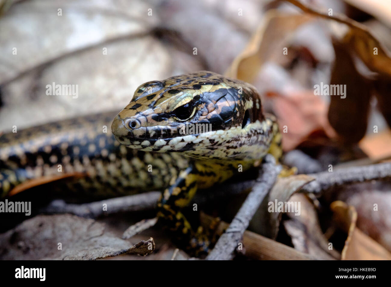 Golden skink hi-res stock photography and images - Alamy