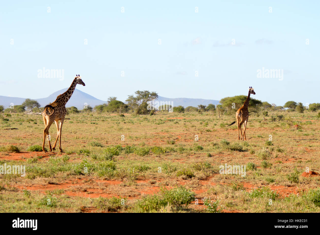 Two giraffes walking hi-res stock photography and images - Alamy