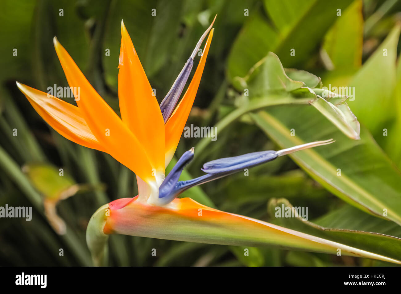 Tropical Bird of Paradise flower photographed in botanical garden Stock Photo