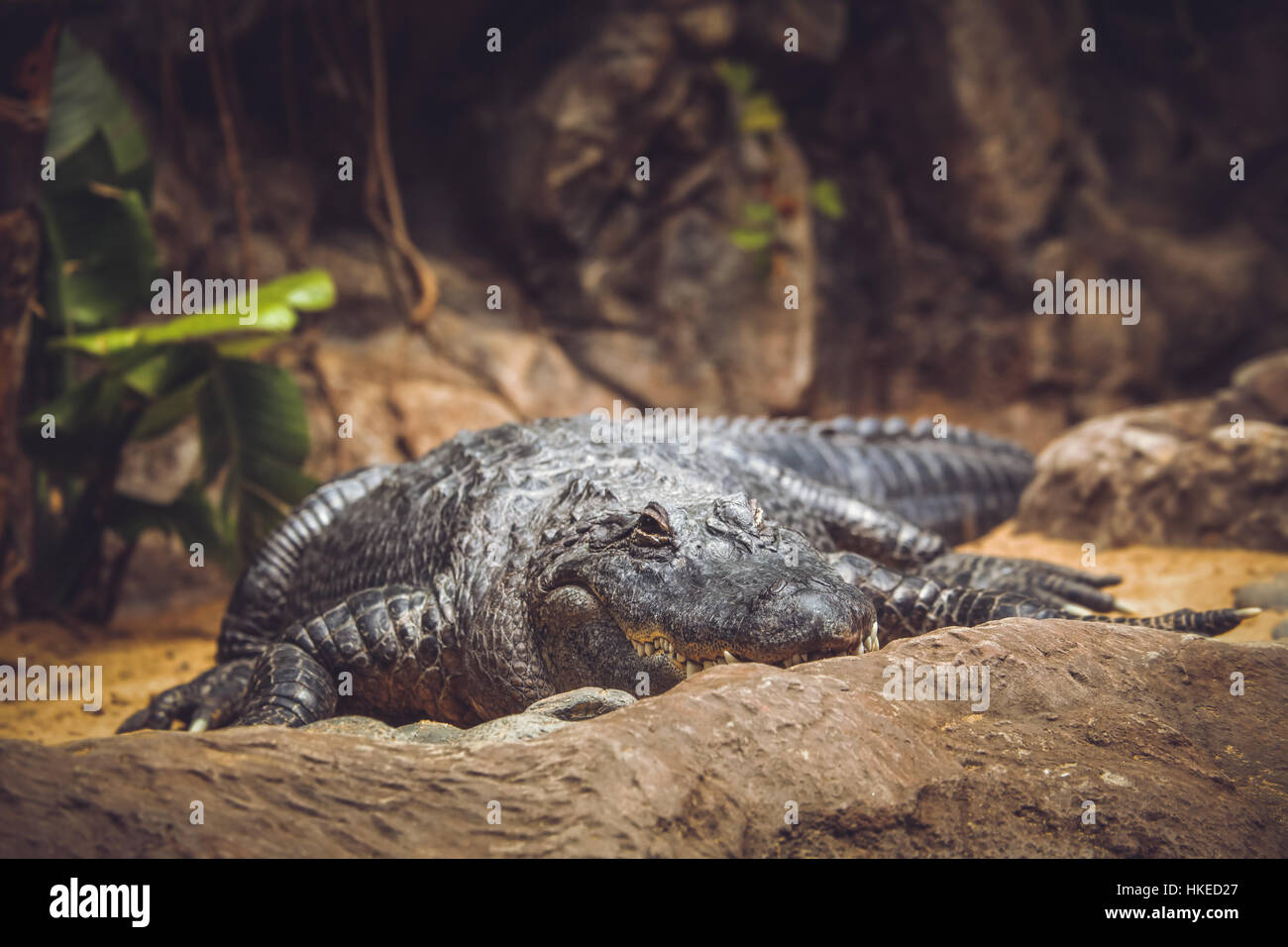 Alligator sculpture hi-res stock photography and images - Page 2 - Alamy