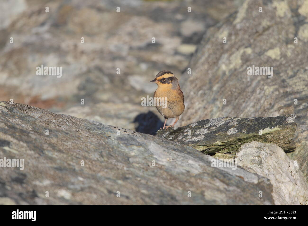 Siberian Accentor (Prunella montanella), the first UK record of this Asian vagrant Stock Photo
