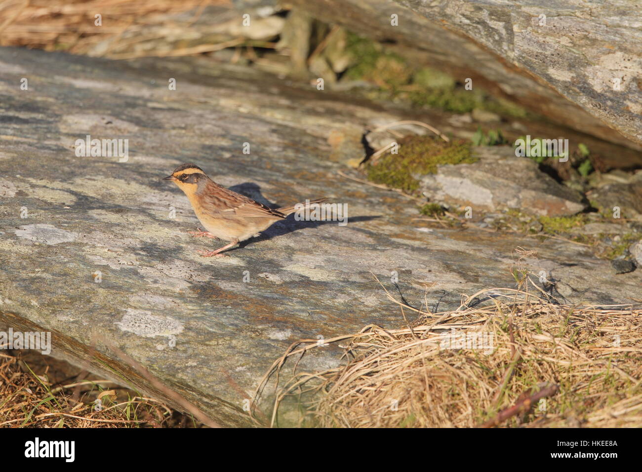 Siberian Accentor (Prunella montanella), the first UK record of this Asian vagrant Stock Photo