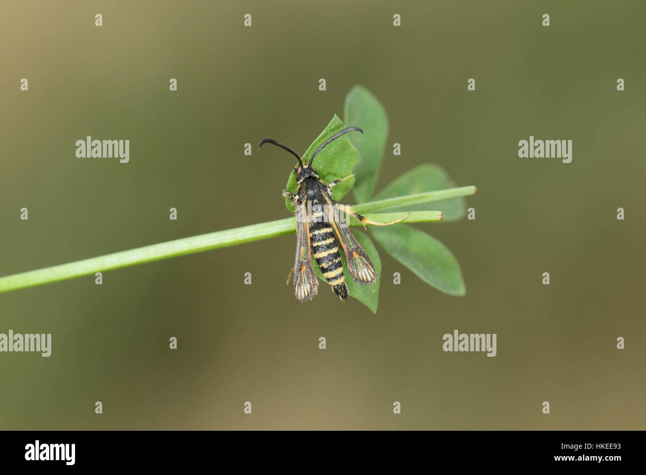 Six-belted Clearwing (Bembecia ichneumoniformis) perched on its food plant, kidney vetch in an East Anglian grassland Stock Photo