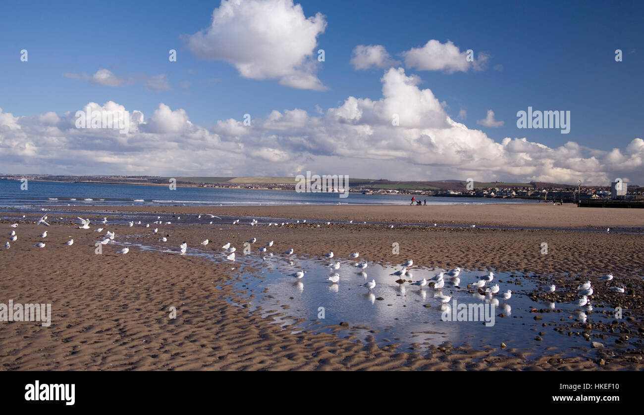 Seagulls at Portobello Beach in Edinburgh in summer Stock Photo Alamy