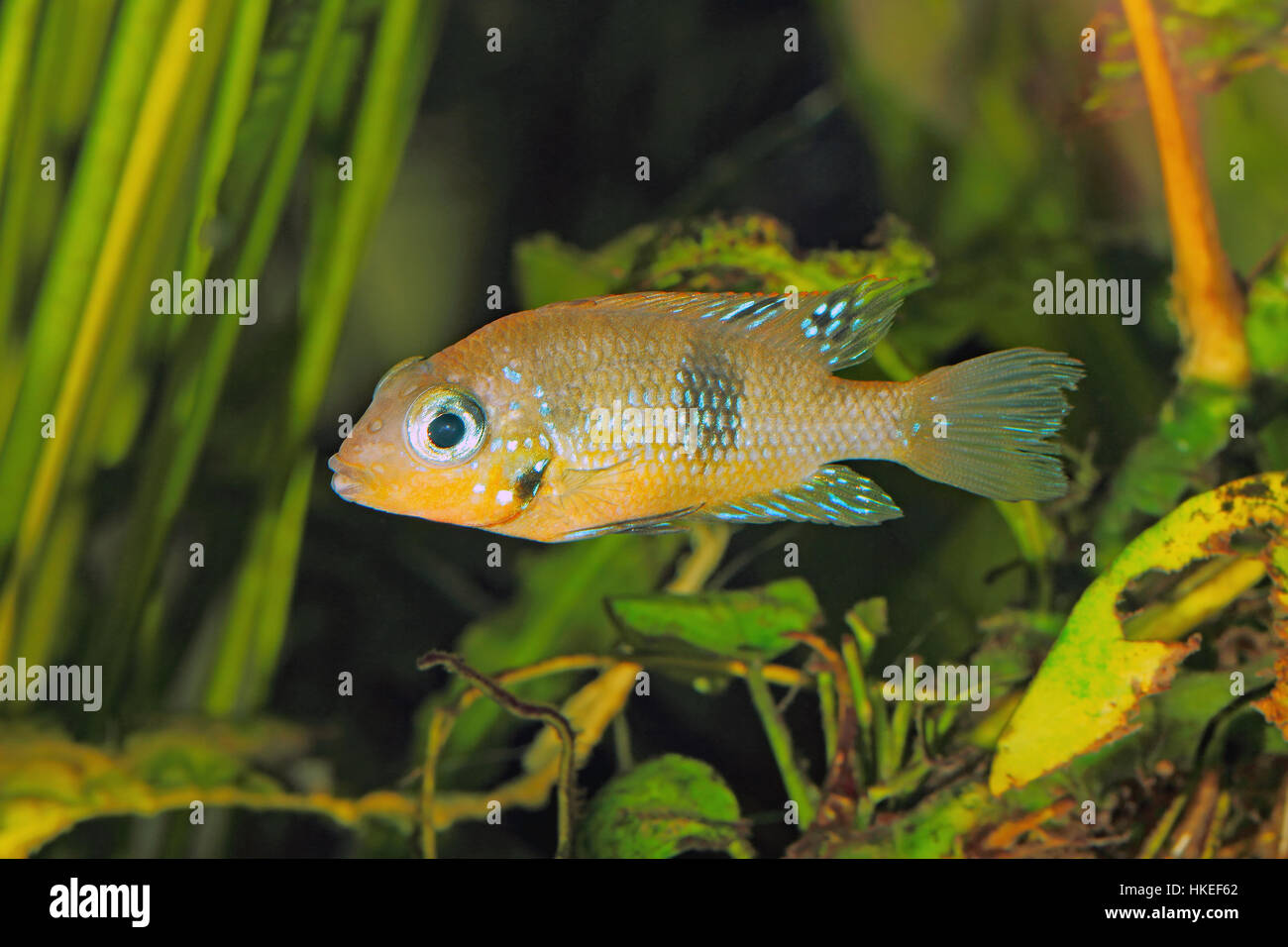 Socoloffs gold cichlid (Thorichthys socoloffi) - female Stock Photo