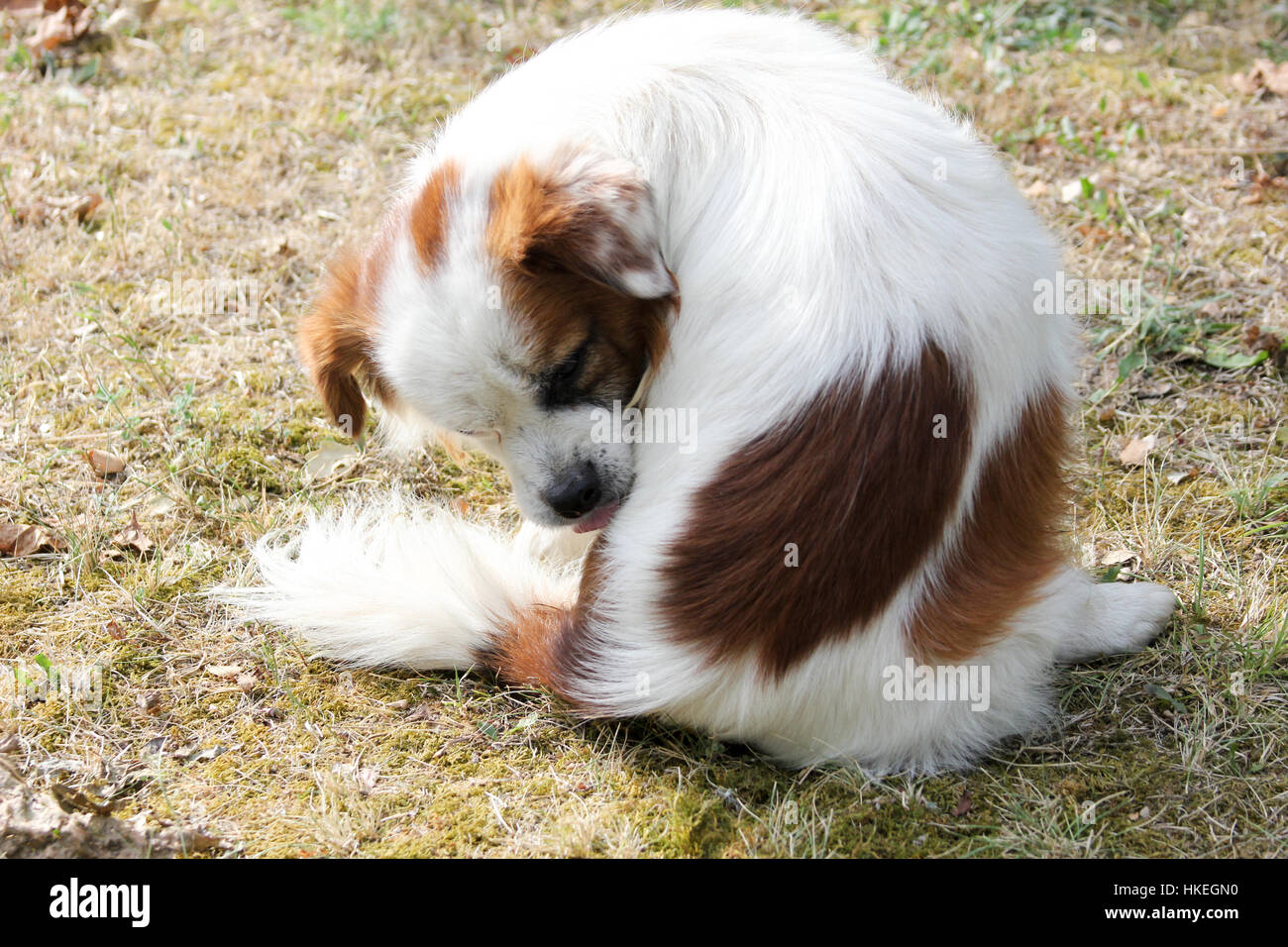 Cute white dog with brown spots licking its tail Stock Photo