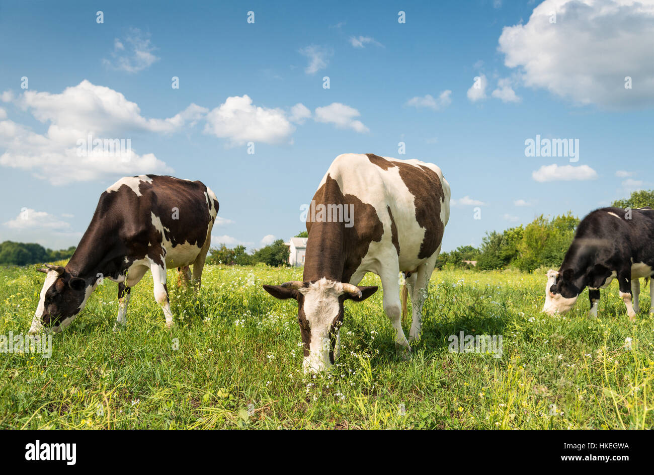 Cows in a field at sunny day Stock Photo - Alamy