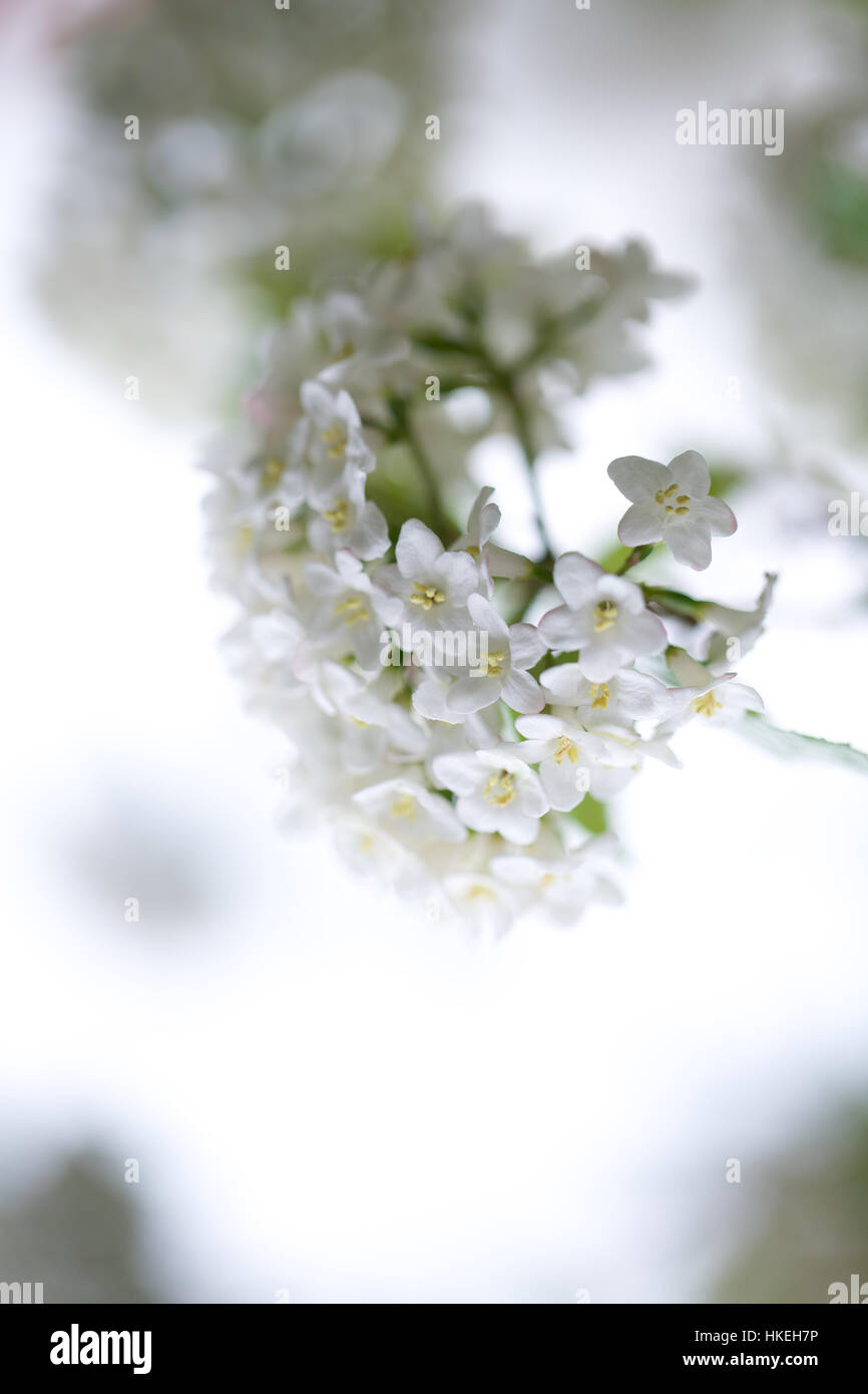 syren flower, blossom. fragile, petal, flower, fresh. Stock Photo