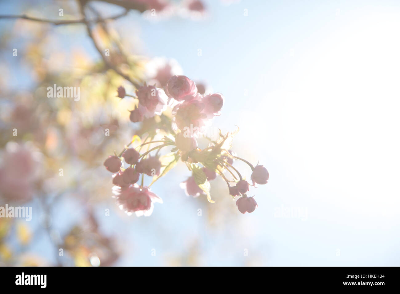 cherry tree flowers in bloom. growth, fragrance. fresh, fragile. Stock Photo